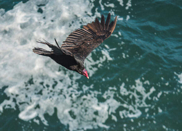 a href='https-__www.freepik.com_photos_ocean-water'_Ocean water photo created by wirestock - www.freepik